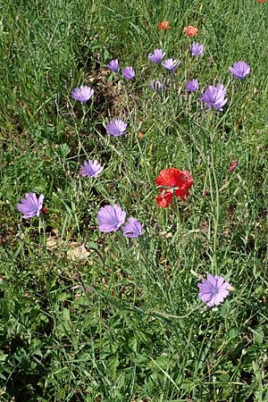 Lactuca perennis \ Blauer Lattich, D Gr&uuml;nstadt-Asselheim 16.6.2021