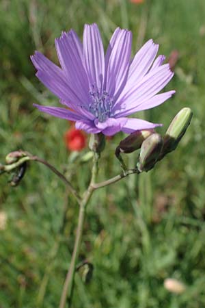 Lactuca perennis \ Blauer Lattich, D Gr&uuml;nstadt-Asselheim 16.6.2021