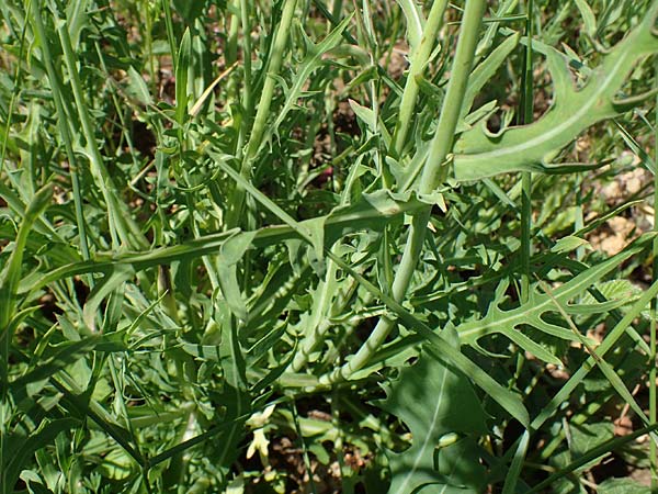 Lactuca perennis \ Blauer Lattich, D Gr&uuml;nstadt-Asselheim 16.6.2021