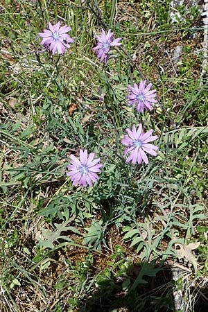 Lactuca perennis \ Blauer Lattich, D Hardheim 28.5.2022