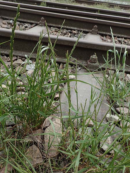 Lolium rigidum \ Steifer Lolch / Annual Rye-Grass, Mediterranean Rye-Grass, D Mannheim 5.5.2019