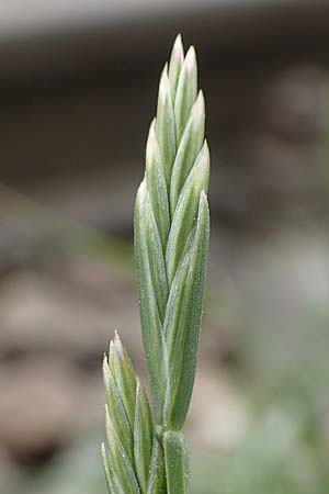 Lolium rigidum \ Steifer Lolch / Annual Rye-Grass, Mediterranean Rye-Grass, D Mannheim 5.5.2019
