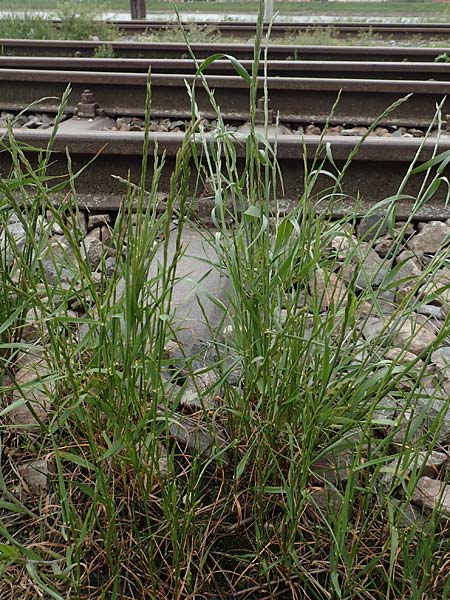 Lolium rigidum \ Steifer Lolch / Annual Rye-Grass, Mediterranean Rye-Grass, D Mannheim 5.5.2019