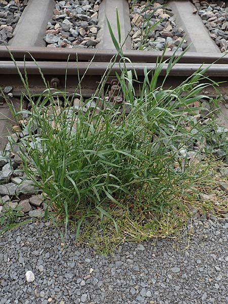 Lolium rigidum \ Steifer Lolch / Annual Rye-Grass, Mediterranean Rye-Grass, D Mannheim 5.5.2019