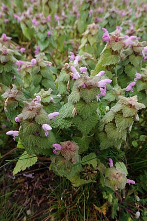 Lamium purpureum, Rote Taubnessel