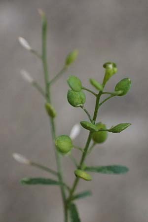 Lepidium ruderale \ Schutt-Kresse / Narrow-Leaved Pepperweed, Roadside Pepperweed, D Mannheim 14.9.2025