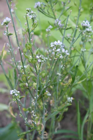 Lepidium sativum \ Garten-Kresse / Garden Cress, D Weinheim an der Bergstra&szlig;e 25.7.2008
