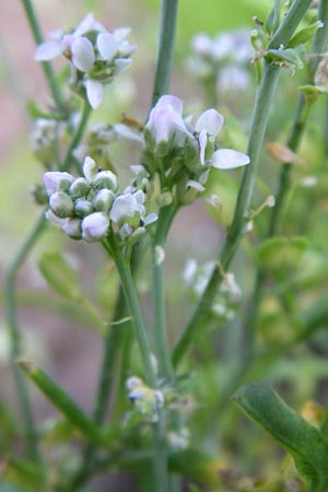 Lepidium sativum \ Garten-Kresse / Garden Cress, D Weinheim an der Bergstra&szlig;e 25.7.2008