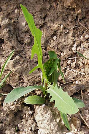 Lactuca serriola / Prickly Lettuce, D Schriesheim 7.5.2015