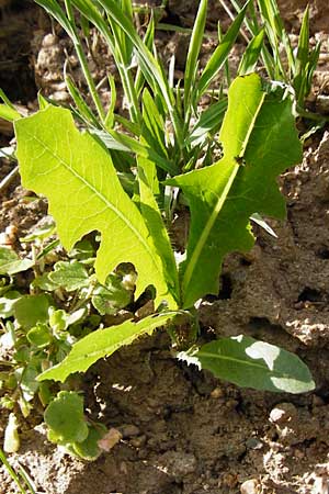 Lactuca serriola / Prickly Lettuce, D Schriesheim 7.5.2015