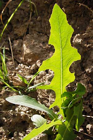 Lactuca serriola / Prickly Lettuce, D Schriesheim 7.5.2015