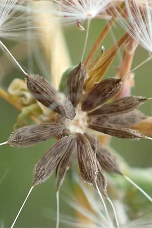 Lactuca serriola / Prickly Lettuce, D L&uuml;tzelbach 17.9.2016