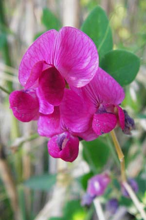 Lathyrus tuberosus \ Knollen-Platterbse / Tuberous Pea, D Gro&szlig;-Gerau 25.6.2015