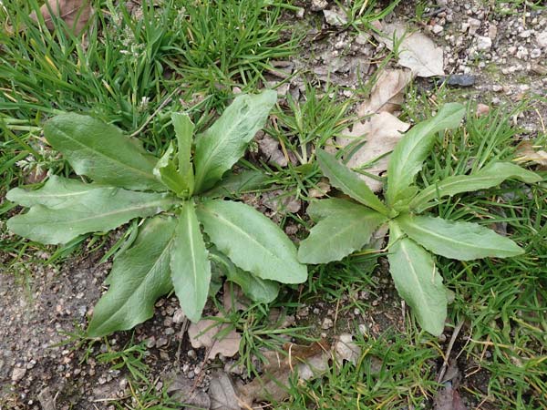 Lactuca virosa / Great Lettuce, D Heidelberg 17.3.2017