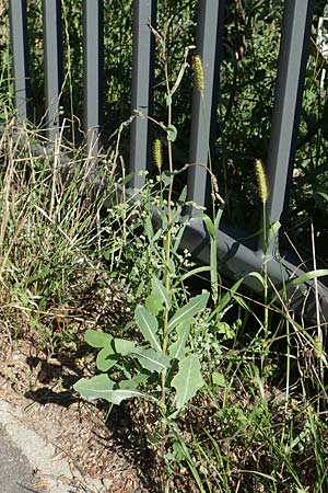 Lactuca virosa / Great Lettuce, D Schriesheim 7.8.2017