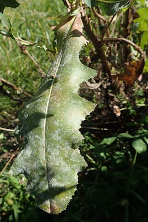 Lactuca virosa / Great Lettuce, D Schriesheim 7.8.2017