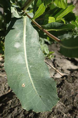 Lactuca virosa / Great Lettuce, D Schriesheim 7.8.2017