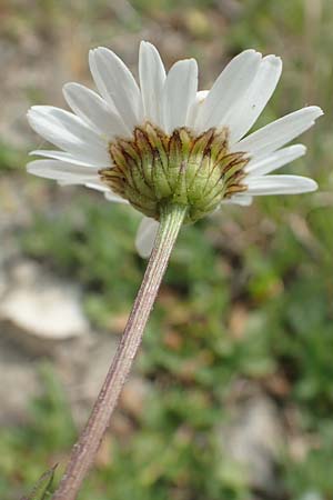 Leucanthemum vulgare \ Magerwiesen-Margerite, Fr�he Wucherblume / Early Ox-Eye Daisy, D Lorch am Rhein 9.5.2018