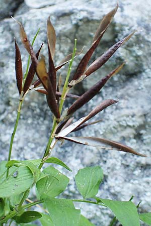 Lathyrus vernus \ Fr�hlings-Platterbse / Spring Pea, D Beuron 27.6.2018
