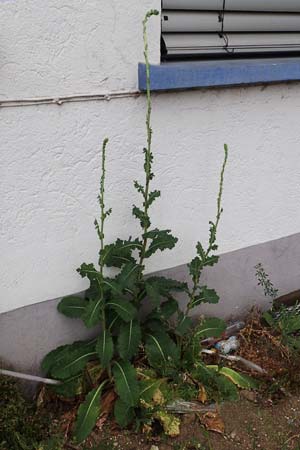 Lactuca virosa / Great Lettuce, D Kehl 22.5.2020