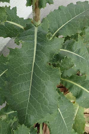Lactuca virosa / Great Lettuce, D Kehl 22.5.2020
