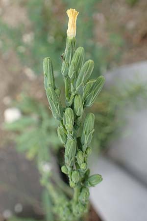 Lactuca virosa / Great Lettuce, D Kehl 22.5.2020