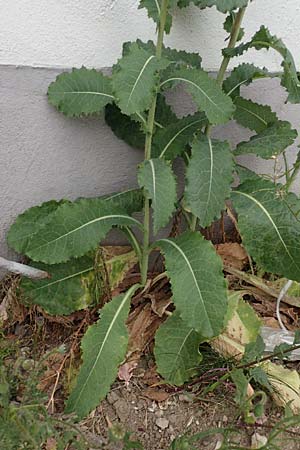 Lactuca virosa / Great Lettuce, D Kehl 22.5.2020