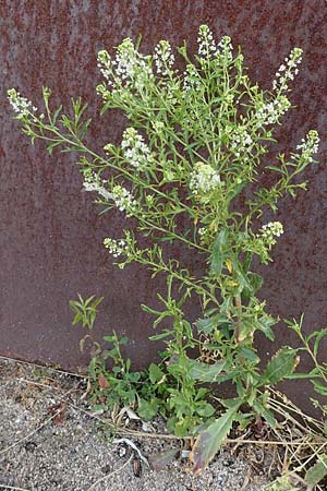 Lepidium virginicum, Least Pepperwort