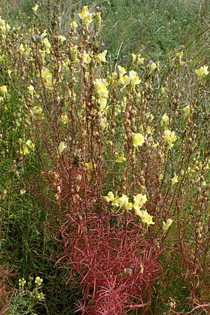 Linaria vulgaris \ Gew�hnliches Leinkraut / Common Toadflax, D Weisenheim am Sand 26.8.2021