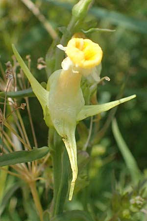 Linaria vulgaris \ Gew�hnliches Leinkraut / Common Toadflax, D Weisenheim am Sand 26.8.2021