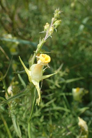 Linaria vulgaris \ Gew�hnliches Leinkraut / Common Toadflax, D Weisenheim am Sand 26.8.2021