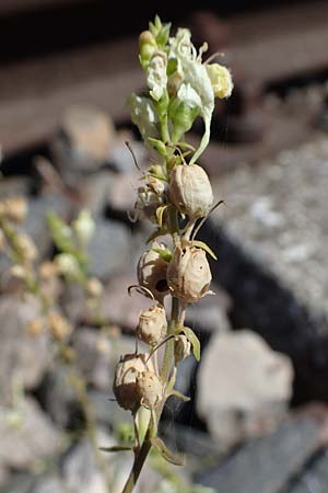 Linaria vulgaris \ Gew�hnliches Leinkraut / Common Toadflax, D Mannheim 13.8.2022