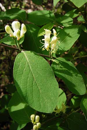 Lonicera xylosteum, Fly Honeysuckle
