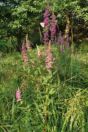 Lythrum salicaria, Blut-Weiderich
