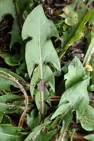 Taraxacum spec6 ? \ L�wenzahn / Dandelion, D Schwetzingen 7.11.2015