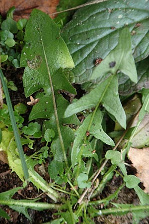Taraxacum spec6 ? \ L�wenzahn / Dandelion, D Schwetzingen 7.11.2015