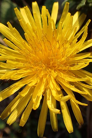 Taraxacum spec6 ? \ L�wenzahn / Dandelion, D Schwetzingen 12.11.2015