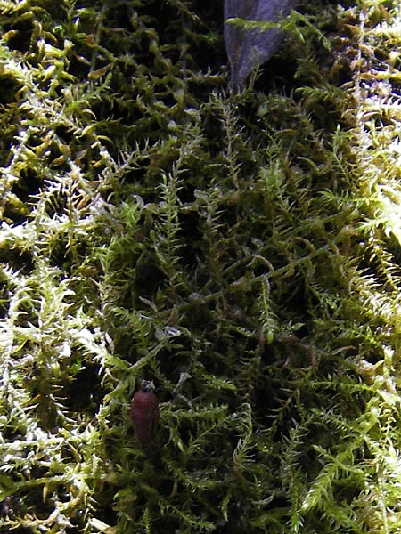 Fontinalis antipyretica \ Brunnen-Moos / Willow Moss, Antifever Fontinalis Moss, D R&ouml;merberg 5.9.2009