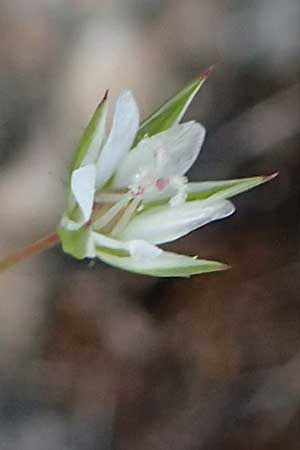 Sabulina tenuifolia subsp. hybrida \ Zarte Miere, Feinbl�ttrige Miere / Fine-Leaved Sandwort, Slender-Leaf Sandwort, D Heidelberg 29.4.2017