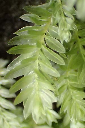 Fissidens taxifolius \ Eibenbl�ttriges Spaltzahnmoos, Erd-Spaltzahnmoos / Common Pocket Moss, Yew-Leaved Pocket Moss, D Trippstadt 23.4.2022