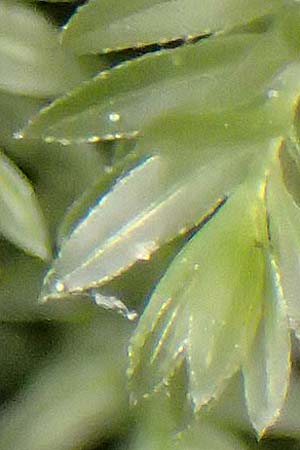 Fissidens taxifolius \ Eibenbl�ttriges Spaltzahnmoos, Erd-Spaltzahnmoos / Common Pocket Moss, Yew-Leaved Pocket Moss, D Trippstadt 23.4.2022