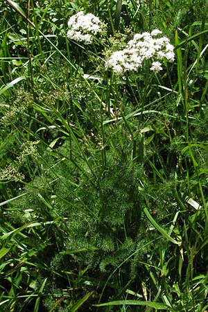 Meum athamanticum \ B�rwurz / Spignel, D Schwarzwald/Black-Forest, Feldberg 24.6.2007