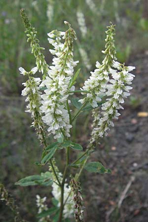 Melilotus albus \ Wei�er Steinklee, Wei�er Honigklee, D Eisenberg 27.7.2007