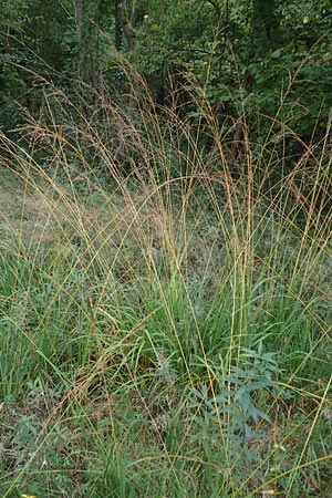 Molinia arundinacea, Tall Moor Grass
