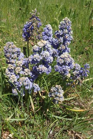 Muscari armeniacum \ Armenische Traubenhyazinthe / Armenian Grape Hyacinth, D Riedlingen 7.5.2016