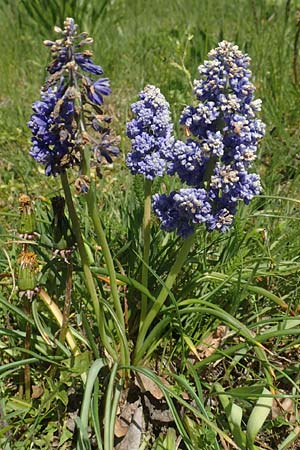 Muscari armeniacum \ Armenische Traubenhyazinthe / Armenian Grape Hyacinth, D Riedlingen 7.5.2016