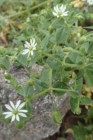Stellaria aquatica \ Wassermiere, Wasserdarm / Water Checkweed, D Laudenbach am Main 17.9.2016