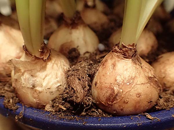 Muscari armeniacum \ Armenische Traubenhyazinthe / Armenian Grape Hyacinth, D Mannheim 7.2.2017