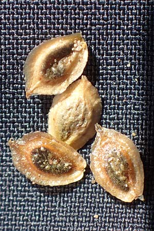 Corispermum marschallii, Marschall Moss