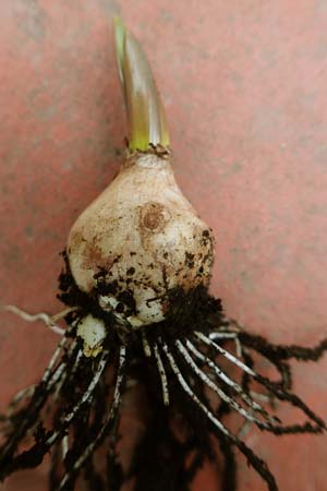 Muscari armeniacum \ Armenische Traubenhyazinthe / Armenian Grape Hyacinth, D Mannheim 3.2.2020